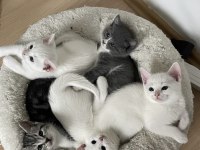 Sevgi Delisi British Shorthair Yavrular