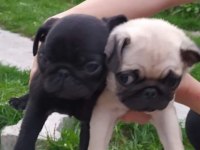 SIFIR BURUN ERKEK SİYAH VE DİŞİ KREM PUG