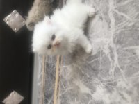 Chinchilla yavrular anne altından