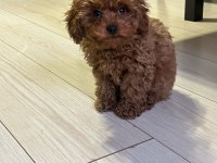 A kalite Erkek poodle