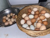 GENÇ HERGÜN YUMURTLAYAN TAVUKLAR