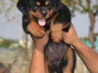 Ev Ortamında Yetiştirilmiş Rottweiler Yavrularımız