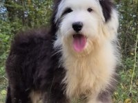 Old eglish sheppdog (BOBTAİL) yavru köpeğimiz