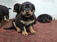 Rottweiler yavruları ırk garantilidir