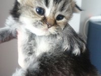 1 aylık british shorthair yavrular için yeni yuva arıyoruz