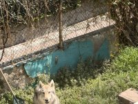 Dişi Wolfdog