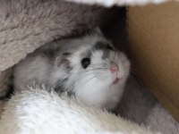 Hamster Gonzales Yavrularımız Heryere Gönderim