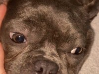 Zeyna sahibinden french bulldog