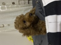3 aylık poodle yeni yuva arıyor