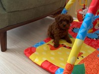 Toy poodle ev ortamında orjinal