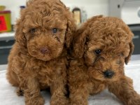 İLK DOĞUM İLK YAVRULAR POODLE