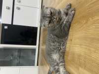Yaklaşık 5 yaşında kısır ve dişi scottish fold