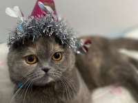 Sahiplendirme Scottish fold dişi