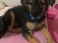 Çok sevecen ve sağlıklı pinscher