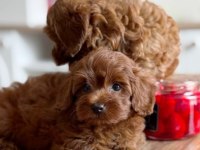 Tuvalet Eğitimli Kore Toy Poodle