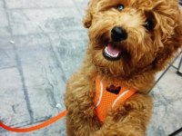 Toy Poodle orjinal