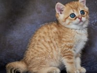 Family Friendly Kittie Up For Adoption