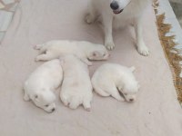36 günlük spitz Pomeranian yavruları