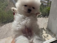 Pomeranian Yavrularımız