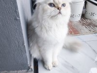Uysal sevimli british shorthair kedimize yuva arıyoruz