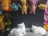 Dişi Erkek Karbeyaz Safkan British Shorthair