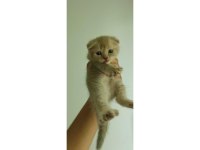 Hepsi birbirinden güzel Scottish Fold yavrular