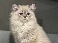 Güzeller güzeli british longhair kızımız ailesini arıyor