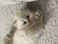 Beyaz British Longhair