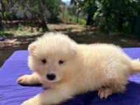 KAR TOPU SAMOYED BEBEKLER