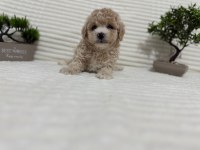 Tr en uygunu poodle bebekler