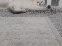 Bal küpü oyuncu kızımız yuvasını arıyor