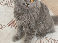 BRİTİSH LONGHAİR 4 AYLIK