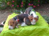 Türkiye Geneli Gönderimli Beagle Yavruları