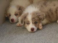 A şecere yavru köpekler