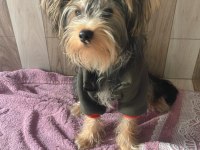 Yorkshire terrier Pabloya eş arıyoruz
