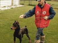 A SCR king doberman safkan bebekler