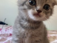 2 Aylık Scottish Fold Yavru Kedimiz