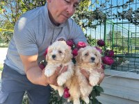 TOY POODLE VE MALTİPOO YAVRULARIMIZ