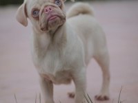 Egzotik renk pink pug yavrular