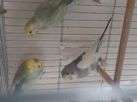 Rainbow parçalı yerli muhabbet kuşu