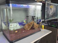 82 litre full ekipman bitkili akvaryum