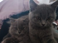 Kedi Kızımın İlk Yavruları Dişi British Longhair