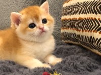 A Kalite British Shorthair Golden Yavrular