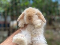 VETERİNERDEN HOLLANDA LOP MİNİLOP CÜCE TAVŞAN YAVRULAR