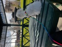 10 aylık 0 numara terrier maltese
