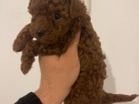 Erkek - Dişi Toy Poodle Yavrular
