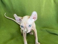ELF sfenks kedi