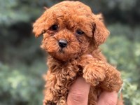 Wc eğitimli  toy poodle yavruları