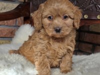 Maltipoo Safkan Köpeğimiz