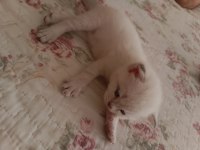 British blue point yavruları 28 mayıs doğumlular